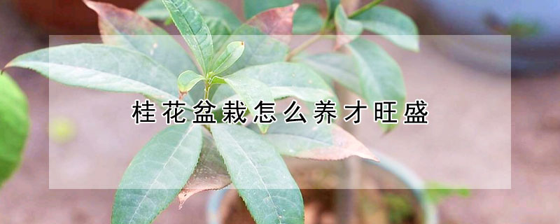 桂花盆栽怎么養(yǎng)才旺盛