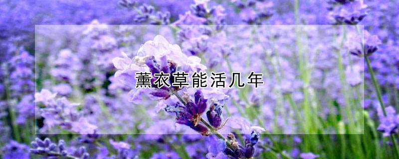 薰衣草能活幾年