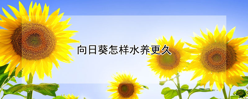 向日葵怎樣水養(yǎng)更久