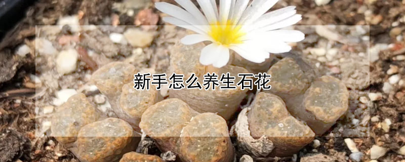 新手怎么養生石花