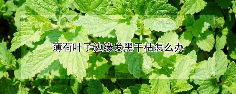 薄荷葉子邊緣發黑干枯怎么辦