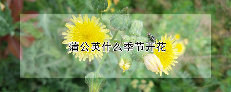 蒲公英什么季節開花