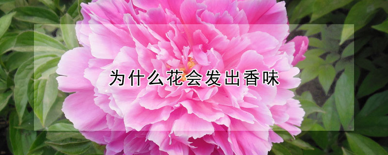 為什么花會(huì)發(fā)出香味