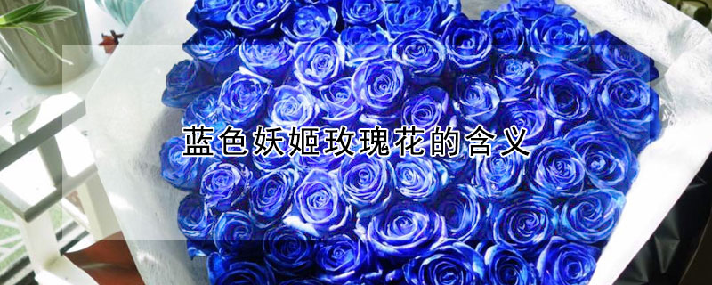 藍(lán)色妖姬玫瑰花的含義