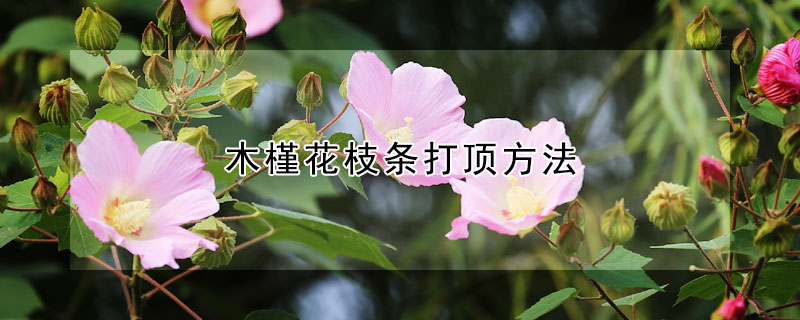 木槿花枝條打頂方法