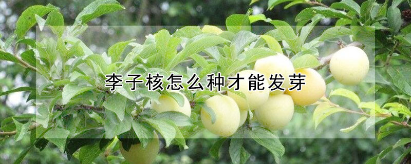 李子核怎么種才能發(fā)芽