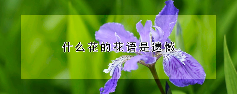 什么花的花語是遺憾