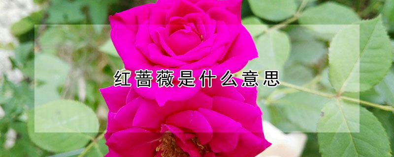 紅薔薇是什么意思