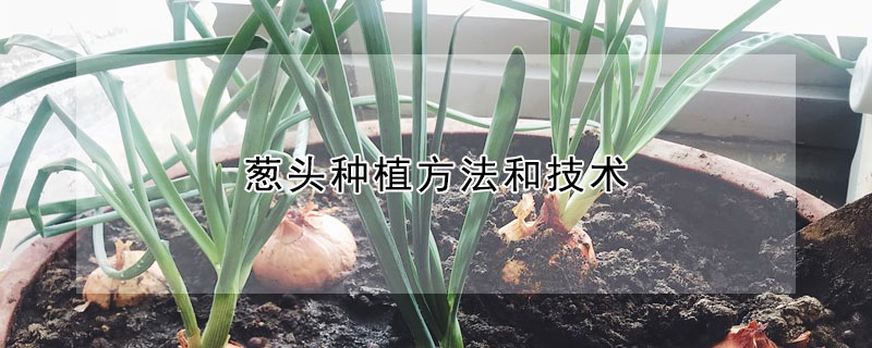 蔥頭種植方法和技術(shù)