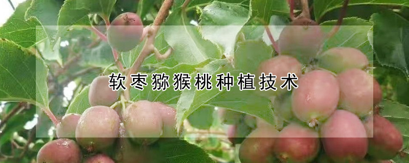 軟棗獼猴桃種植技術(shù)