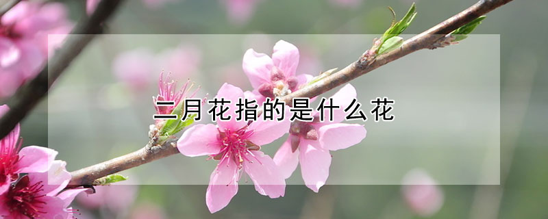 二月花指的是什么花