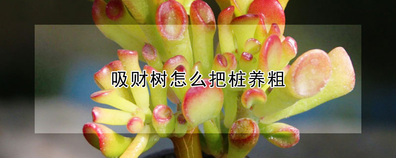 吸財樹怎么把樁養(yǎng)粗