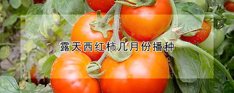 露天西紅柿幾月份播種