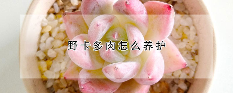 野卡多肉怎么養(yǎng)護(hù)