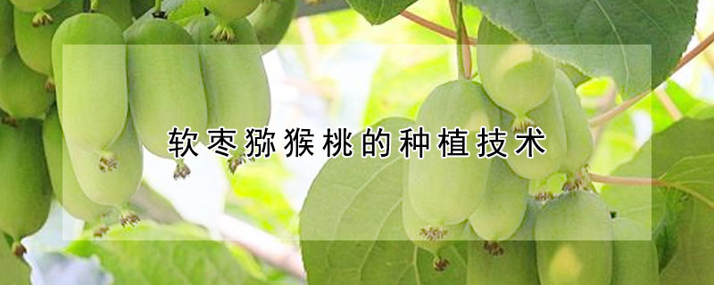 軟棗獼猴桃的種植技術(shù)