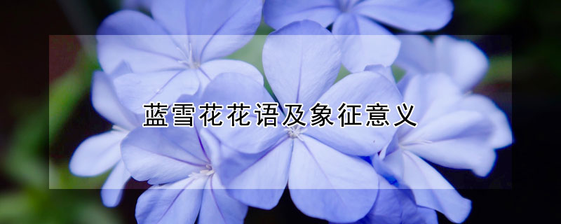 藍(lán)雪花花語(yǔ)及象征意義