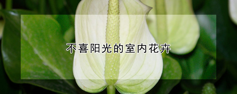 不喜陽光的室內(nèi)花卉