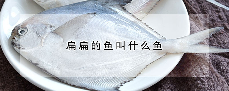 扁扁的魚叫什么魚