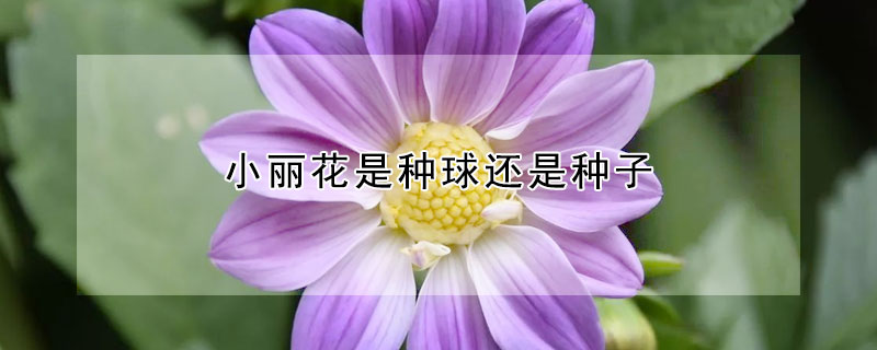 小麗花是種球還是種子