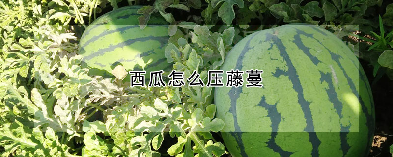 西瓜怎么壓藤蔓