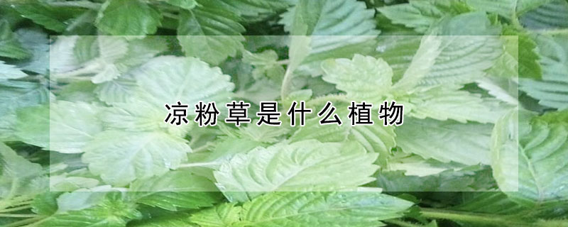 涼粉草是什么植物