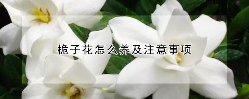 桅子花怎么養及注意事項