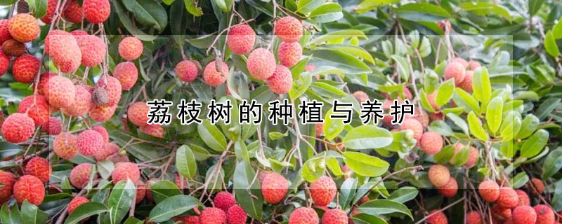 荔枝樹的種植與養護