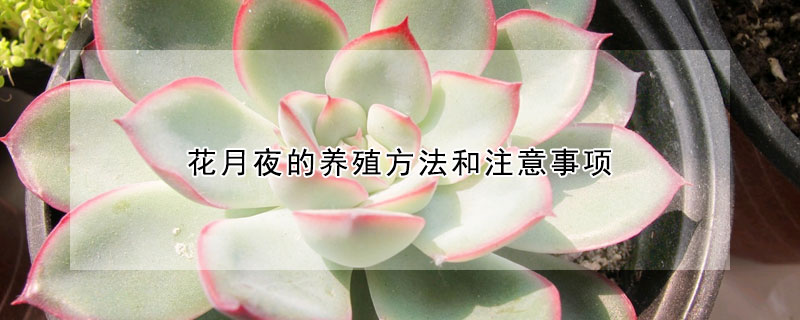 花月夜的養(yǎng)殖方法和注意事項