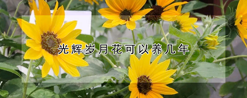 光輝歲月花可以養(yǎng)幾年