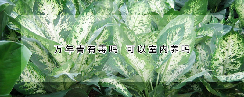 萬年青有毒嗎 可以室內(nèi)養(yǎng)嗎