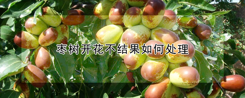 棗樹(shù)開(kāi)花不結(jié)果如何處理