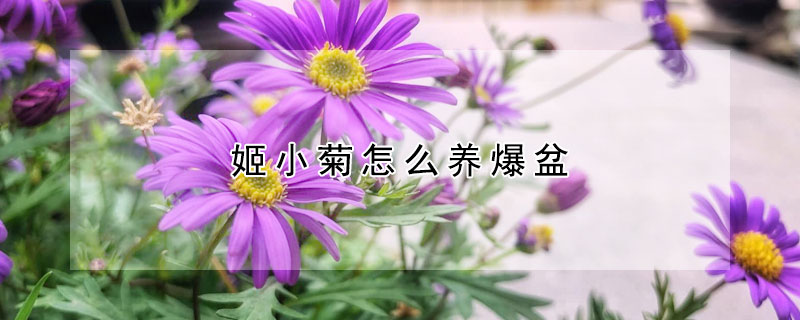 姬小菊怎么養爆盆