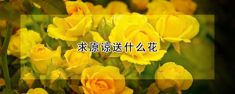 求原諒送什么花