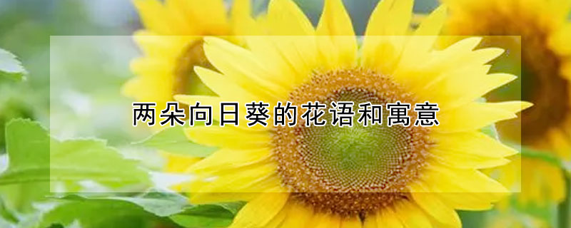 兩朵向日葵的花語和寓意