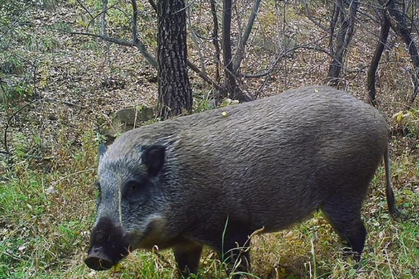 野豬是什么動物