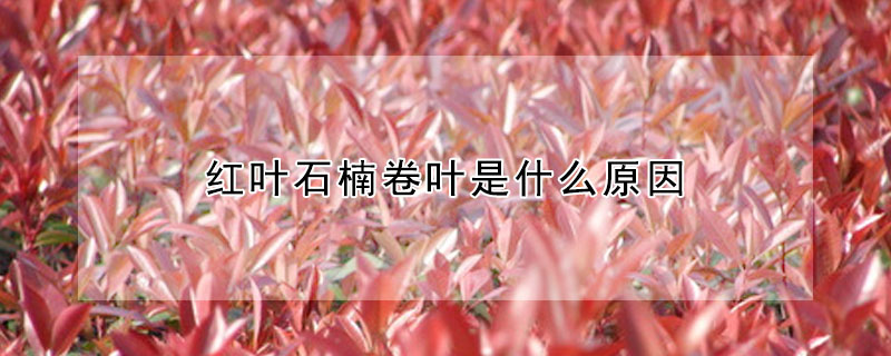 紅葉石楠卷葉是什么原因