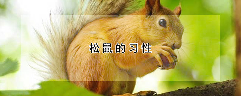 松鼠的習(xí)性