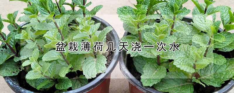 盆栽薄荷幾天澆一次水