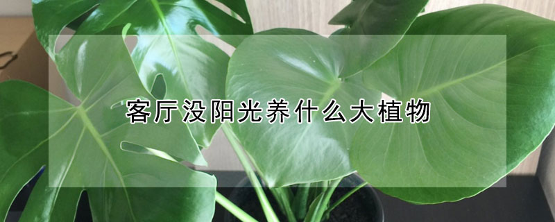 客廳沒陽光養什么大植物