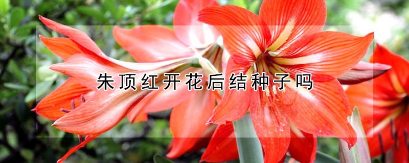 朱頂紅開花后結種子嗎