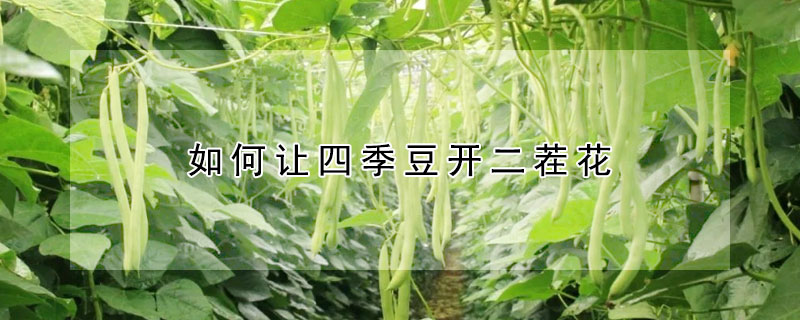 如何讓四季豆開二茬花