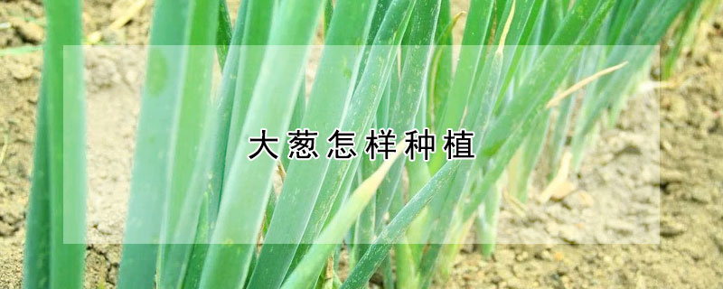 大蔥怎樣種植