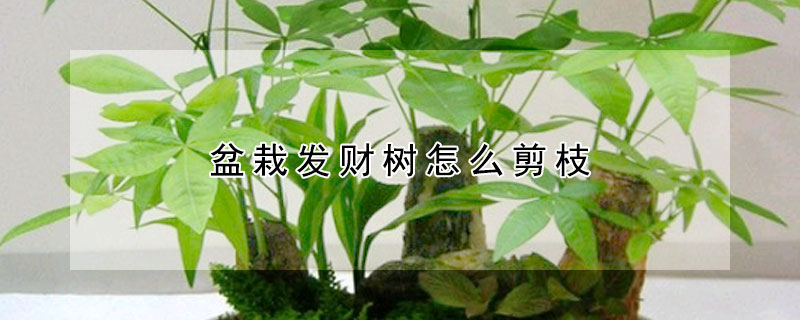 盆栽發財樹怎么剪枝