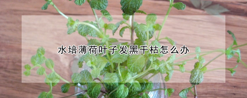 水培薄荷葉子發黑干枯怎么辦