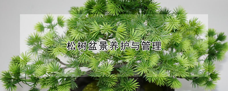 松樹盆景養(yǎng)護與管理