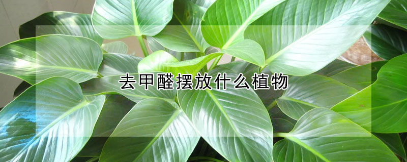 去甲醛擺放什么植物