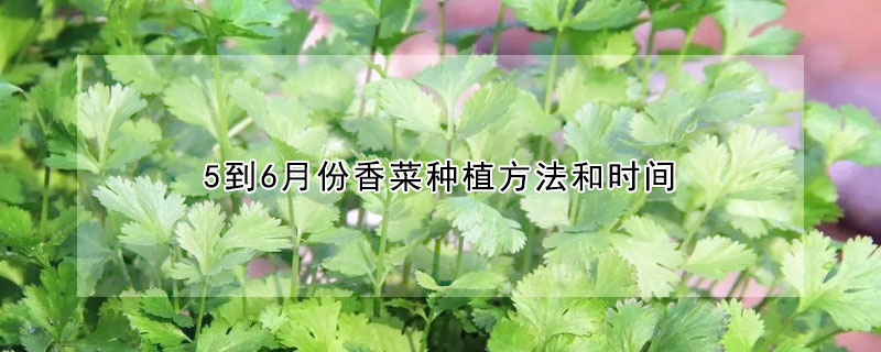 5到6月份香菜種植方法和時(shí)間