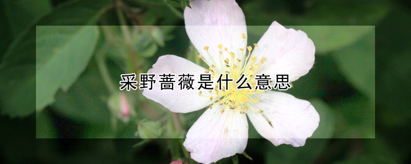 采野薔薇是什么意思