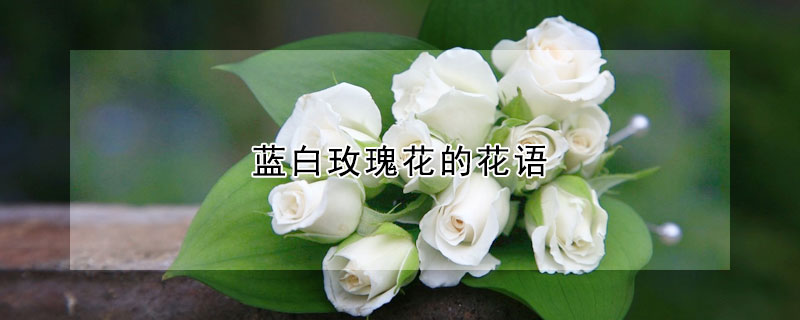 藍(lán)白玫瑰花的花語