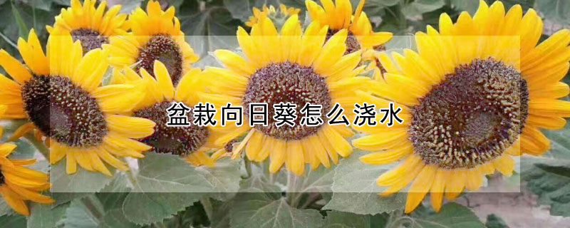 盆栽向日葵怎么澆水